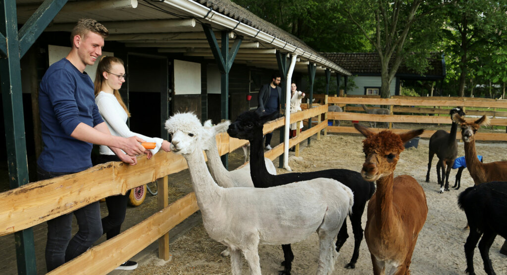 Alpaca's in verschillende kleuren