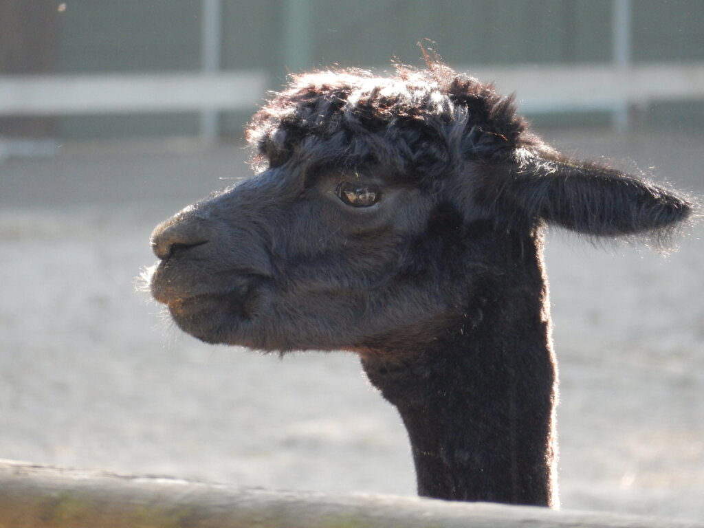 niet bijtende alpaca