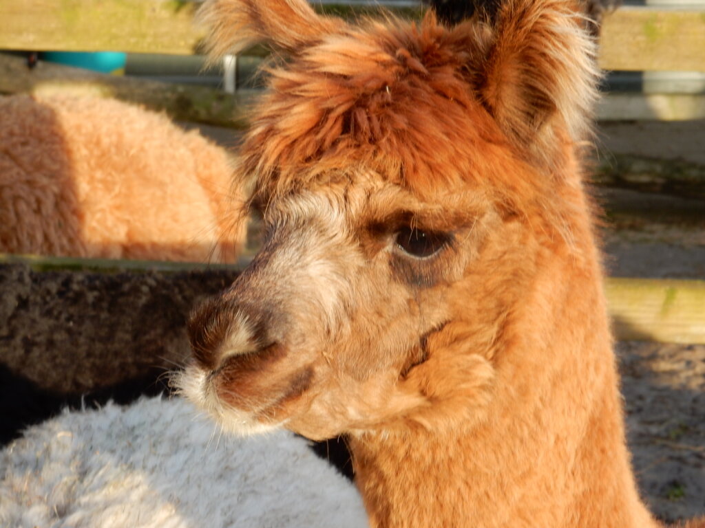 Over het algemeen hangt aan alpacawol een duur prijskaartje. Hoe komt dit?