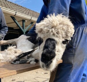 Alpaca Inex wordt geschoren Alpaca Inex wordt geschoren
