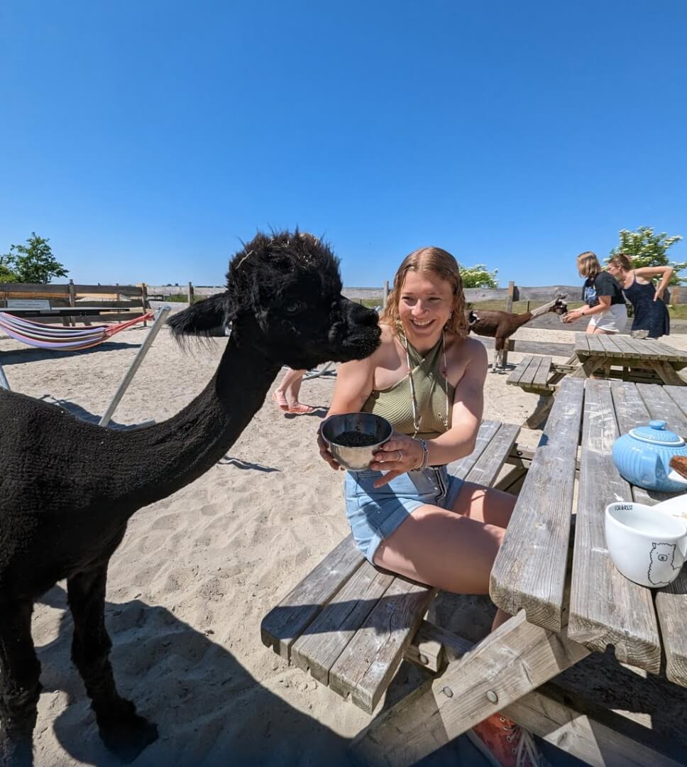 Alpaca betty voeren Alpaca Betty wordt gevoerd tijdens high tea