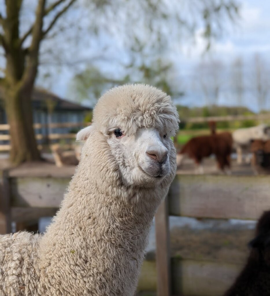 Close up van Alpaca Jade