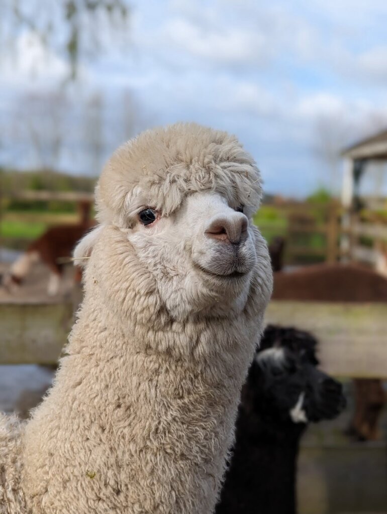 Alpaca jade close up