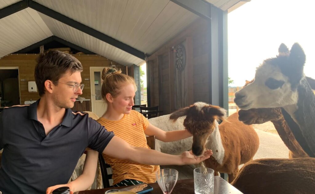 Diverse Alpaca's worden gevoerd en geaaid tijdens een high tea