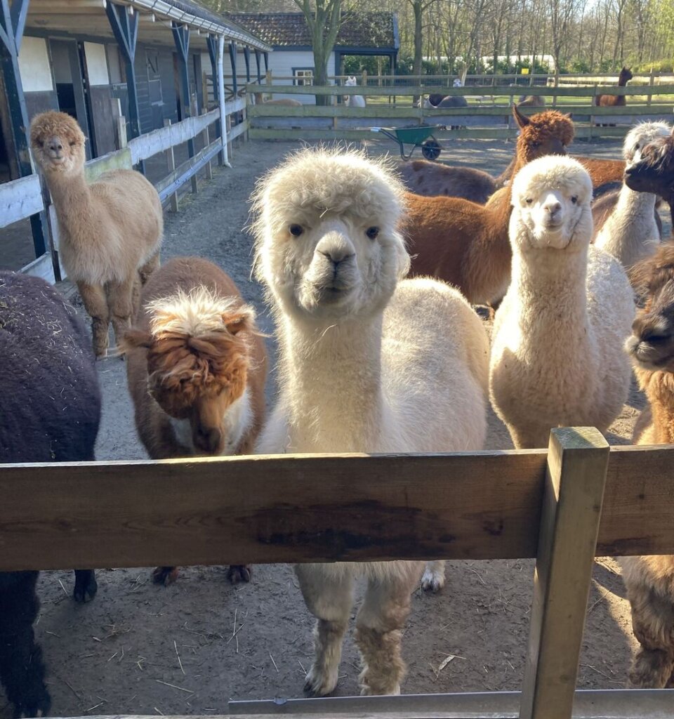 Alpaca's wachten voor het hek op eten