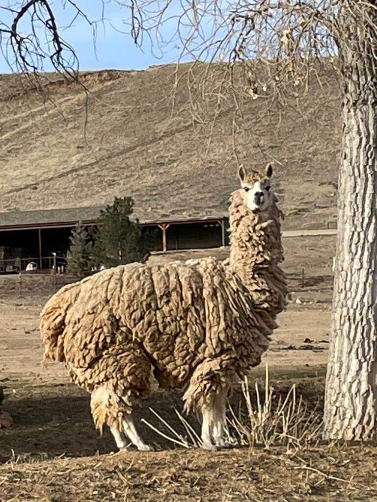 Ongeschoren lama Ongeschoren lama