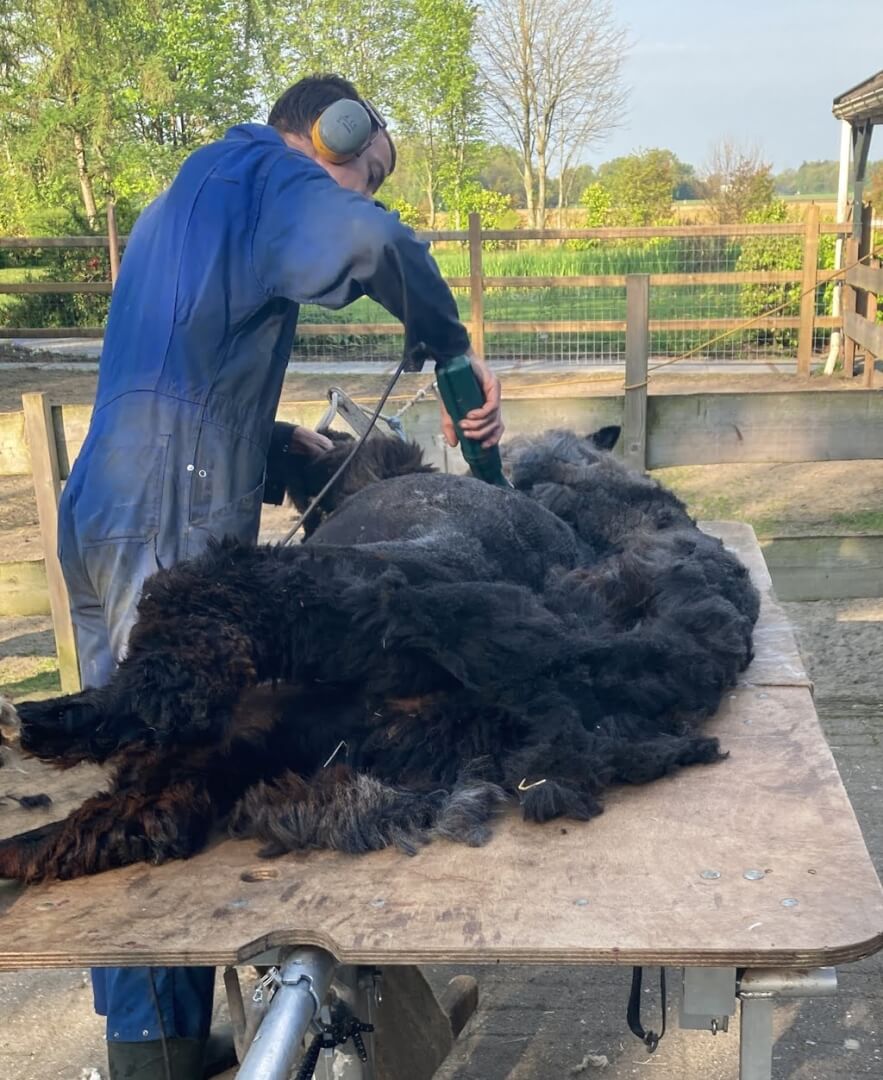Scheren van alpacawol Alpaca Zea Wordt geschoren op Zonneveld Alpaca's