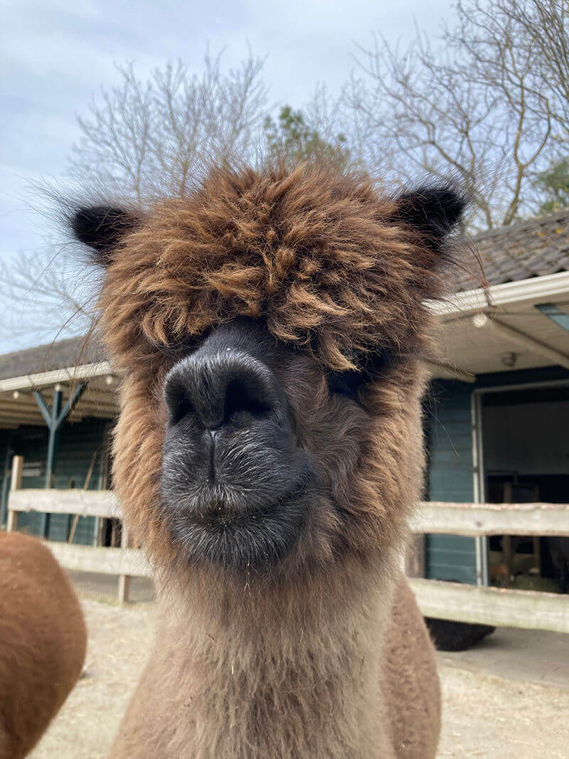 Alpaca oren Alpaca oren