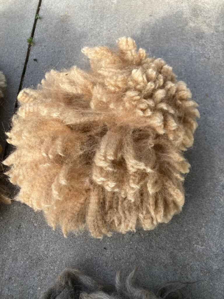 Voorbeeld van kwalitatief goede alpacawol