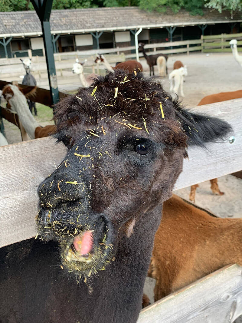 Alpaca Renate na het spugen Alpaca Renate na het spugen