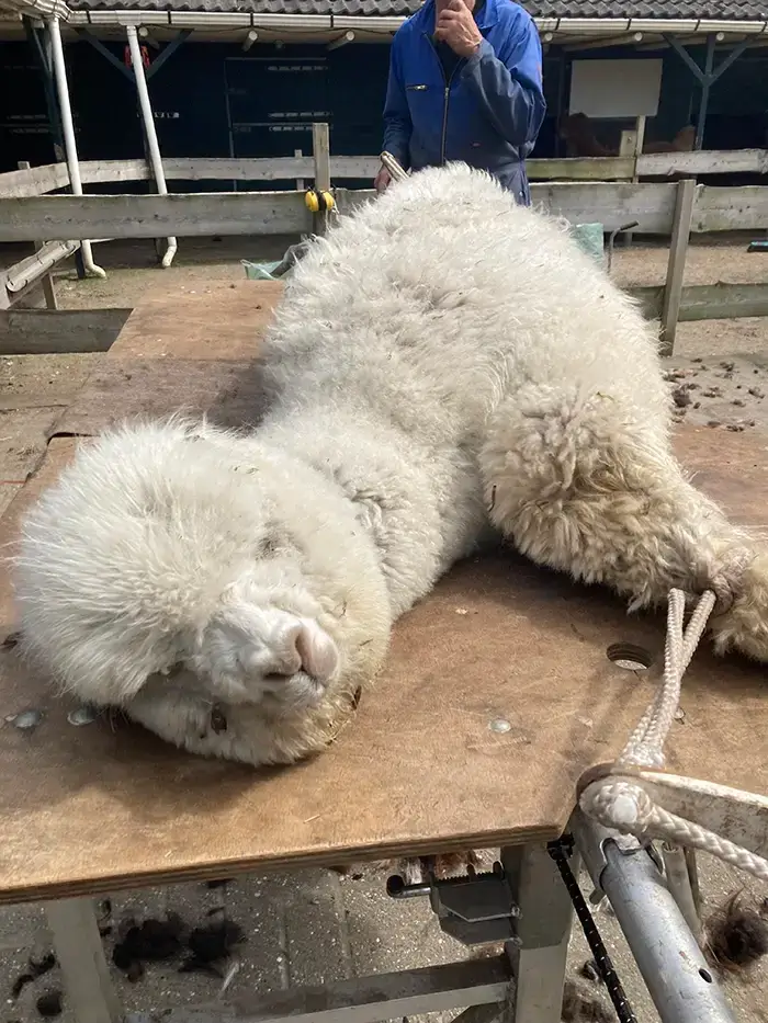 Alpaca`s scheren op tafel