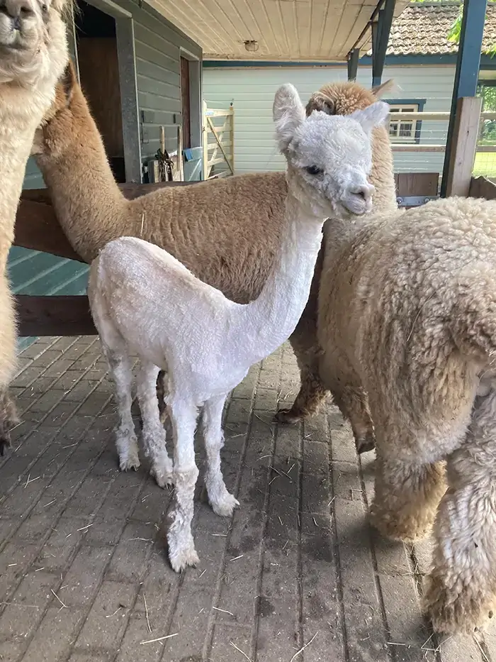 Geschoren alpaca