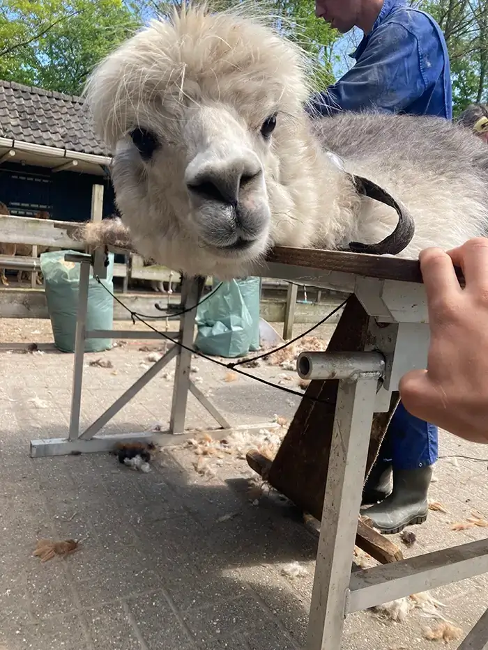 alpaca's scheren