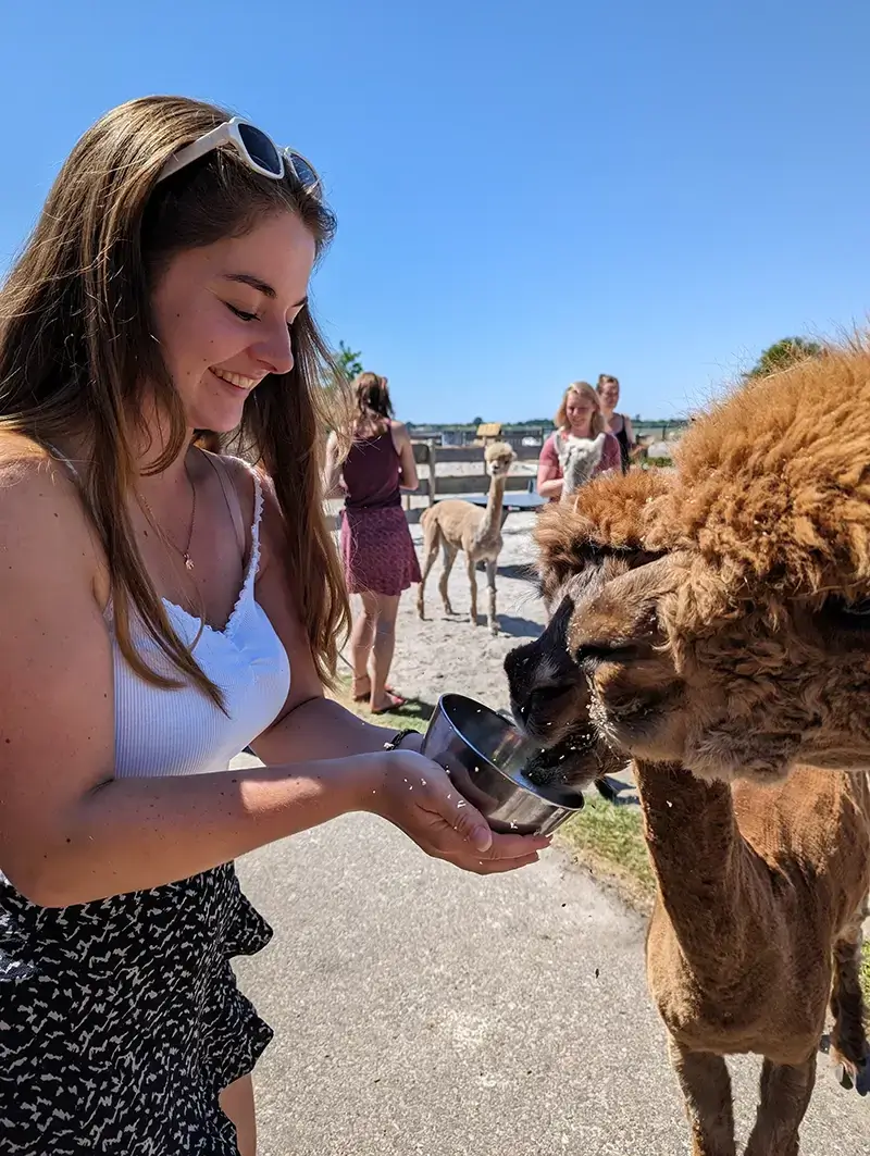 Alpaca voeren tijdens vriendinnen uitje Alpaca voeren tijdens vriendinnen uitje
