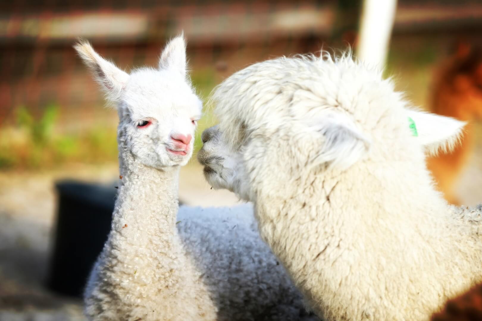Leuk uitje in drenthe met baby alpaca Leuk uitje in drenthe met baby alpaca