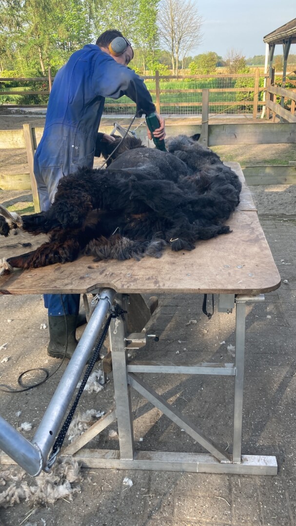 Alpaca scheren (1) Hoe wordt een alpaca dekbed gemaakt? Alpaca Zea wordt geschoren bij Zonneveld Alpaca's