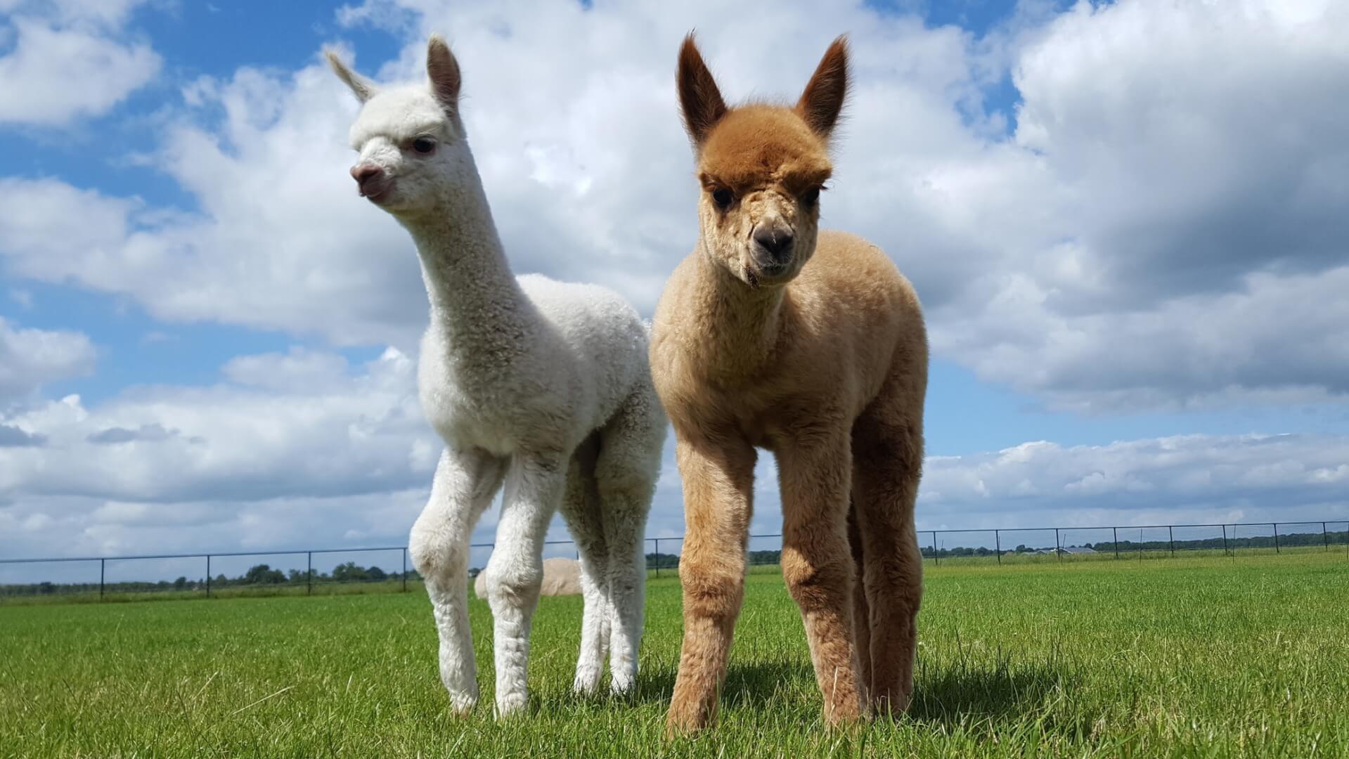 Alpaca's blij in de wei Twee jonge alpaca's blij in de wei