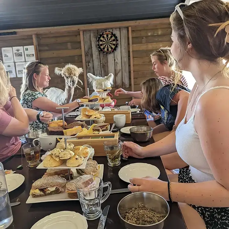 Lunchen met alpaca`s Lunchen met alpaca`s