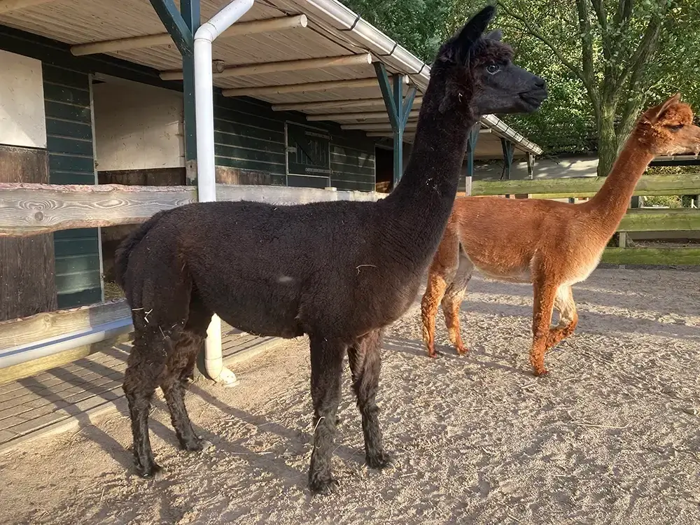 Middenklasse Alpaca