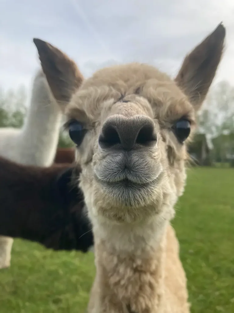 Wat kost een alpaca