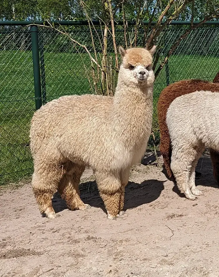 Huacaya alpaca Huacaya alpaca