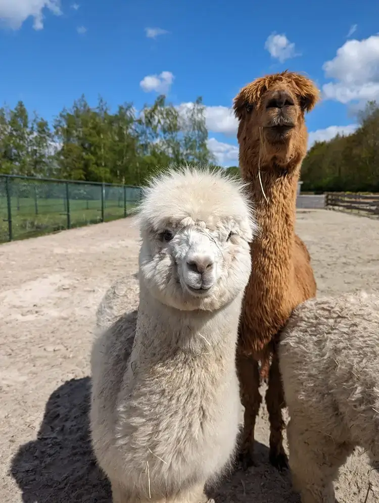 Huacaya en suri alpacas Huacaya en suri alpacas
