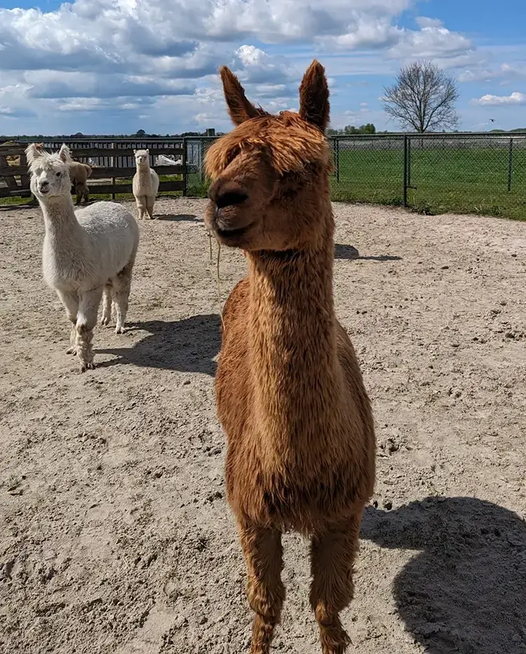 Soorten alpacas Huacaya’s en suri’s