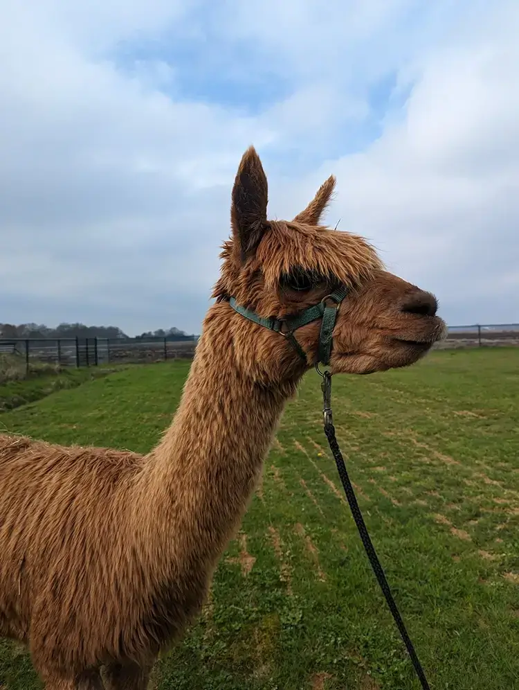 Suri alpaca Suri alpaca
