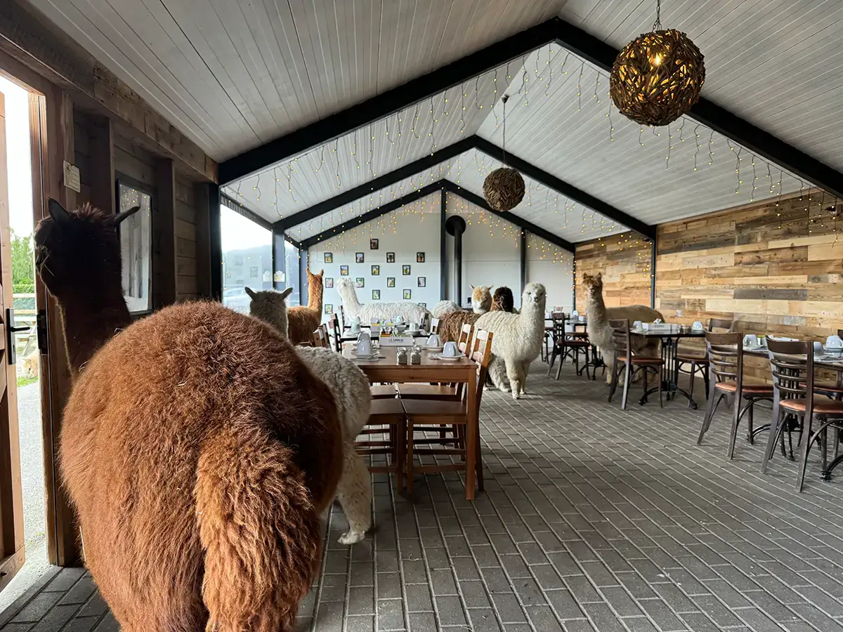 Alpacas aan de thee Alpacas aan de thee