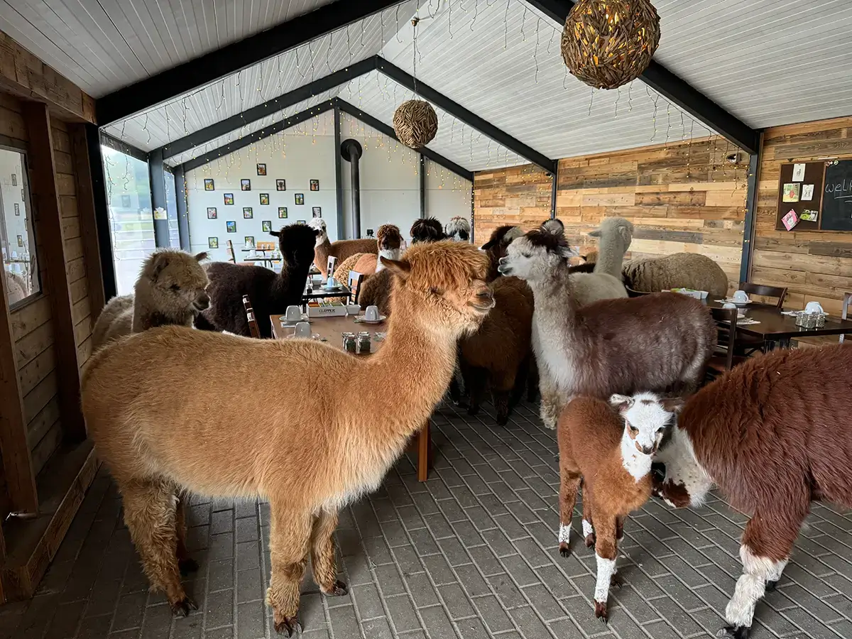 groep alpacas high tea groep alpacas high tea