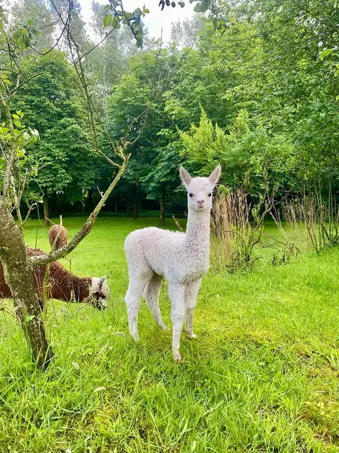 Alpaca houden als huisdier Alpaca houden als huisdier