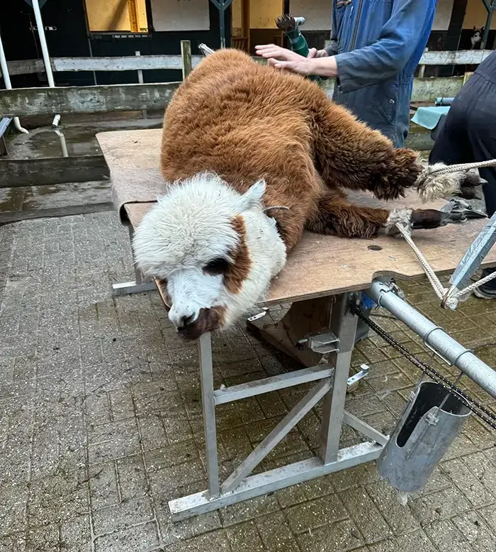 Alpaca huisdier scheren Alpaca huisdier scheren