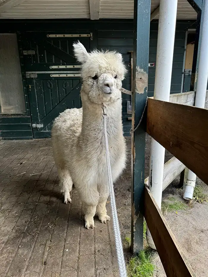 Alpaca huisdier Alpaca huisdier