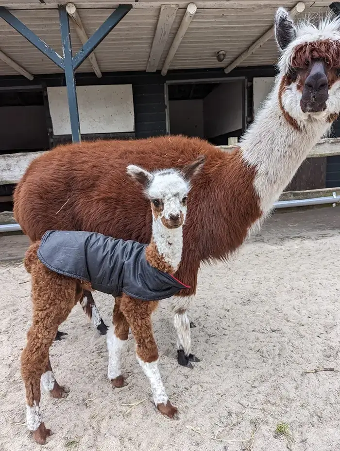 Alpaca met jong Alpaca met jong