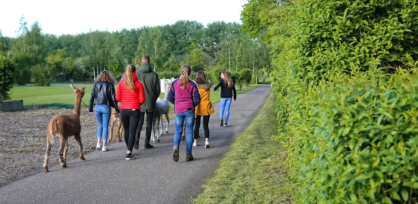Wandelen met alpacas Wandelen met alpacas