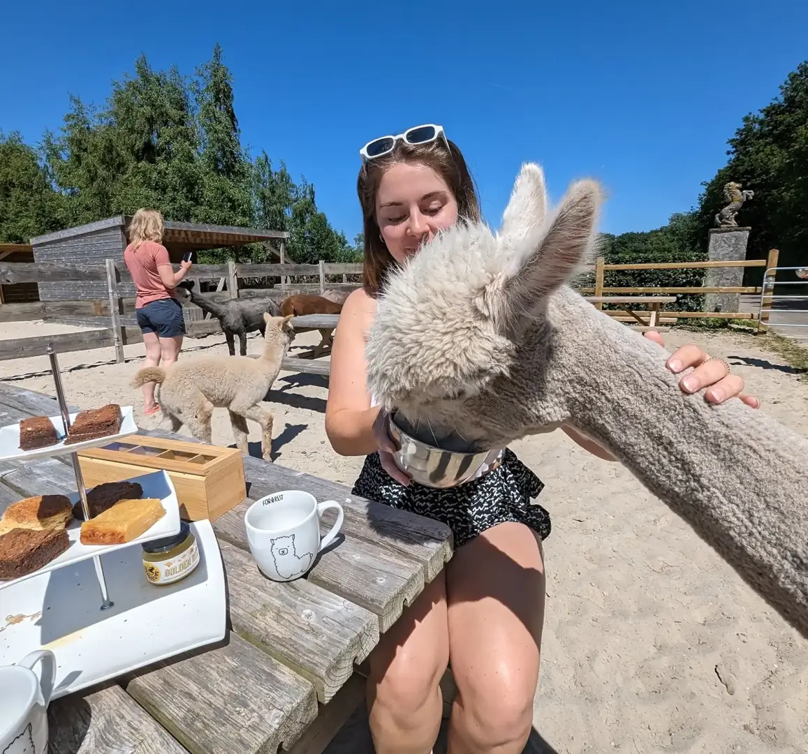 alpaca high tea Drenthe alpaca high tea Drenthe