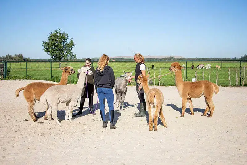 familie uitje in Drenthe familie uitje in Drenthe