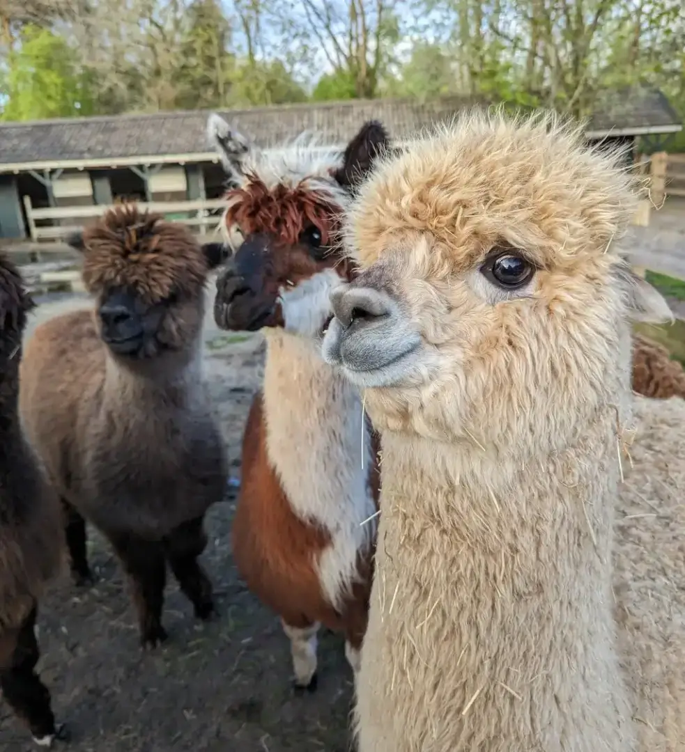 Alpaca Uitje Alpaca uitje