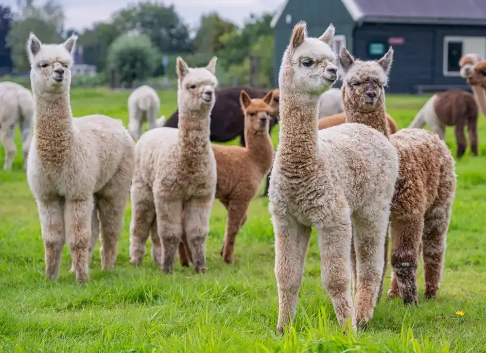 Alpaca meet en greet Alpaca meet en greet