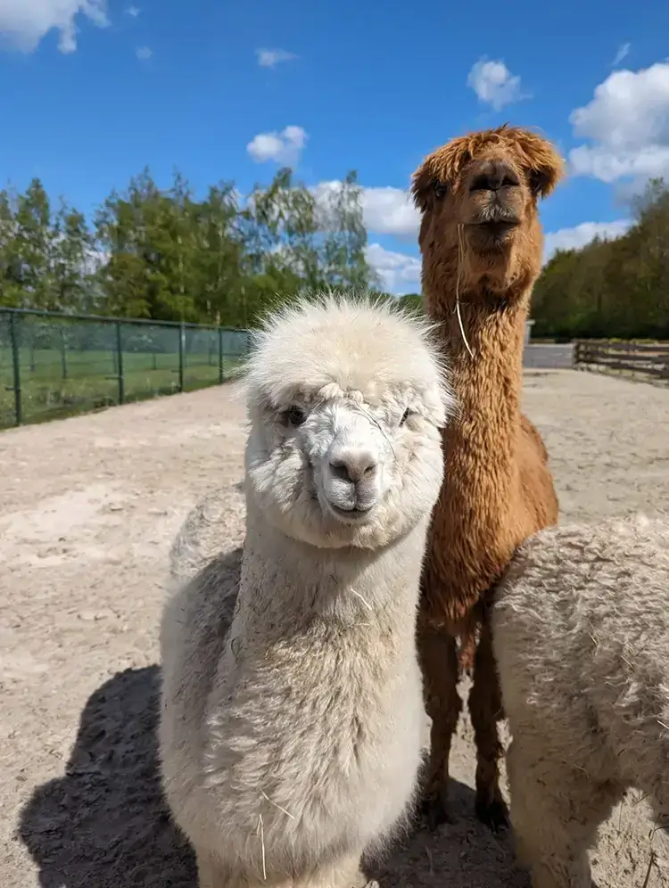Ontmoet alpacas Ontmoet alpacas