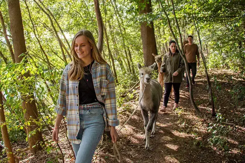 Wandeling alpaca Wandeling alpaca