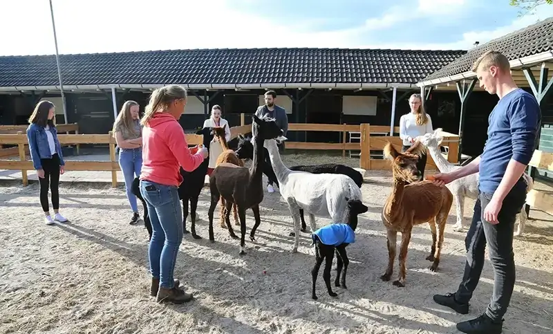 Alpaca meet en feed Alpaca meet en feed
