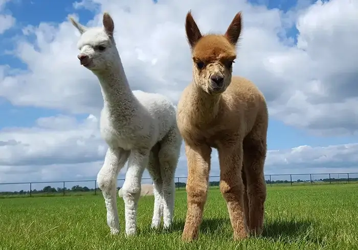 Alpaca bezoeken Alpaca bezoeken