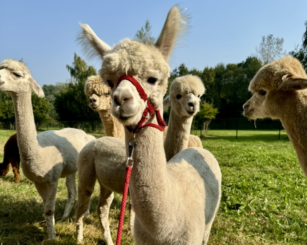 Alpaca Wandeling
