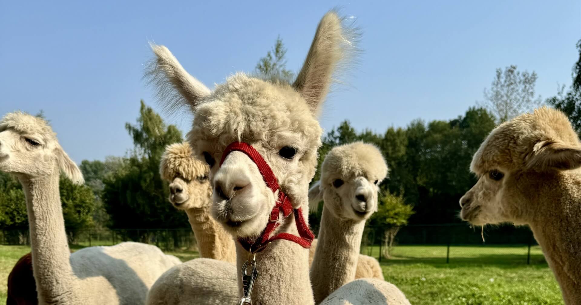 Alpacawandeling Alpaca wandeling