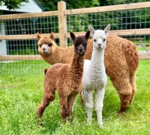Uitje Hoogeveen Uitje Hoogeveen