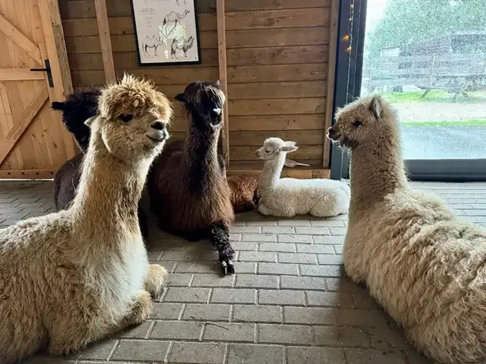 Alpaca ranch Alpaca ranch