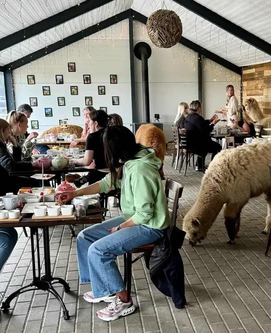 Boerderij high tea Boerderij high tea