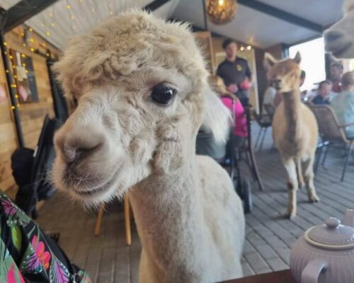 Alpaca henk bij alpaca high tea Alpaca henk bij alpaca high tea