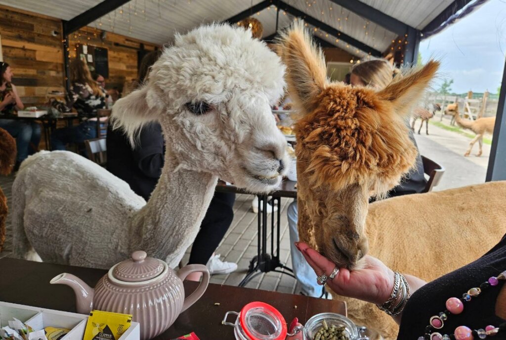 Max en Henk voeren bij alpaca high tea
